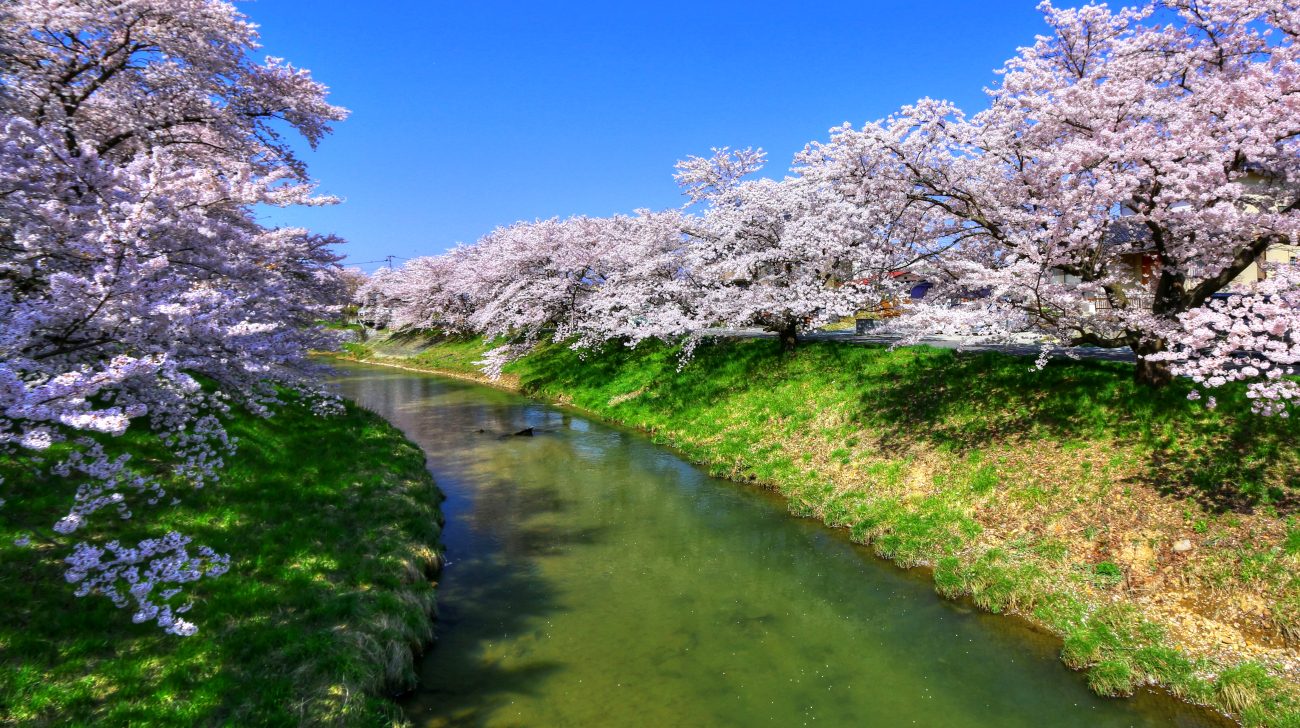 満開の桜並木と藤田川（福島県郡山市、2015年撮影）