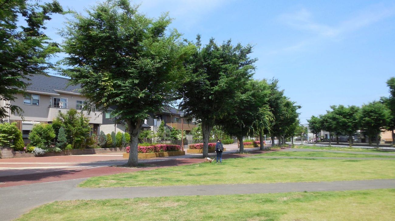 けやき台公園のケヤキ並木と芝生の広場、奥に並ぶ住宅(茨城県守谷市、2019年撮影)