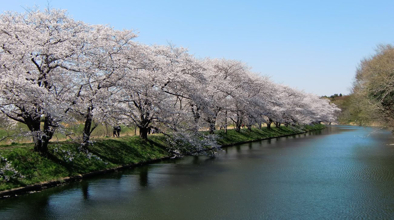 福岡堰さくら公園の水路沿いに続く満開の桜並木と青空（茨城県つくばみらい市、2011年撮影）
