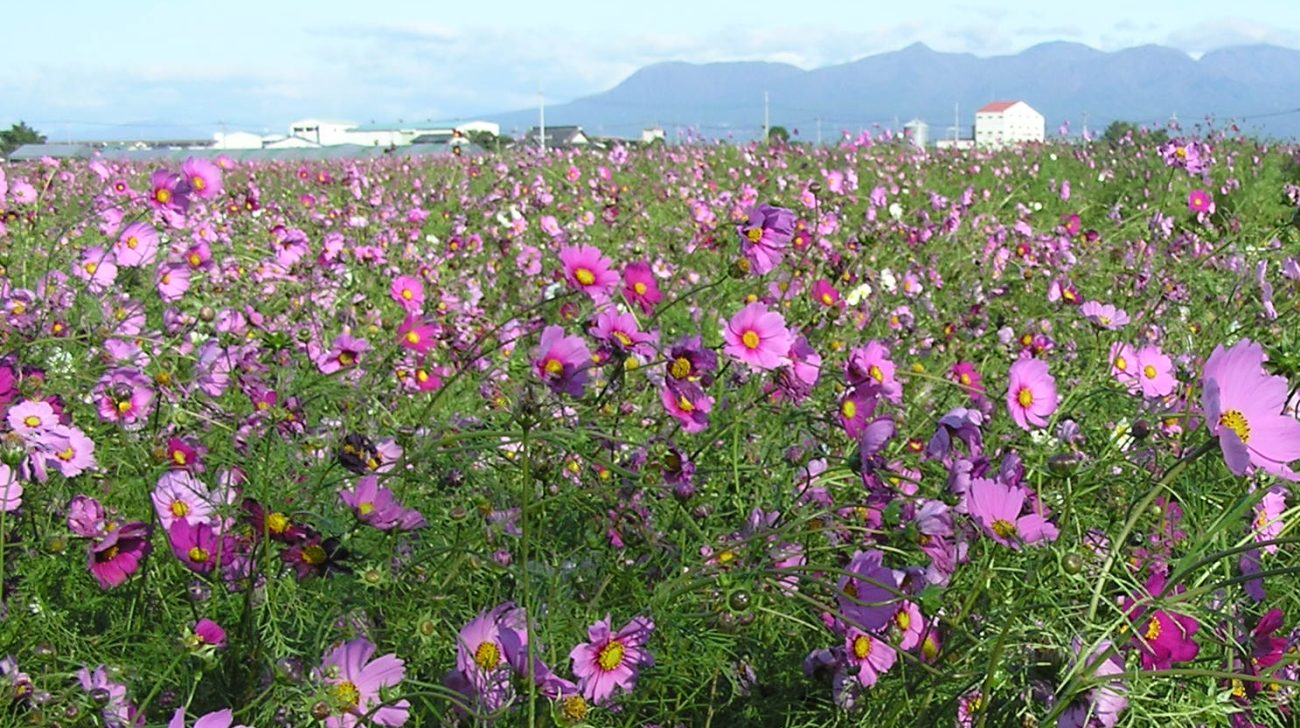 コスモス畑と山並み(群馬県伊勢崎市、2011年)