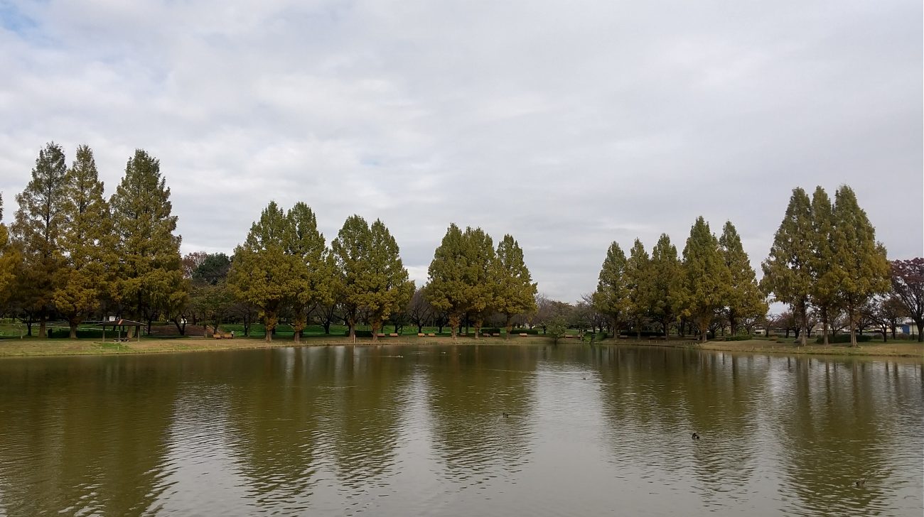 池の水面に映るメタセコイアの並木(埼玉県川越市、2024年撮影)