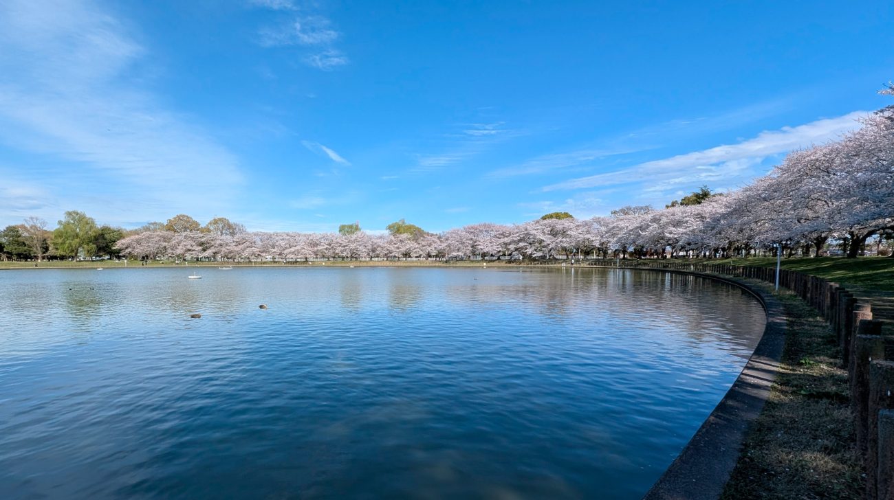 池のまわりに咲く桜並木と青空(埼玉県越谷市、2025年撮影)