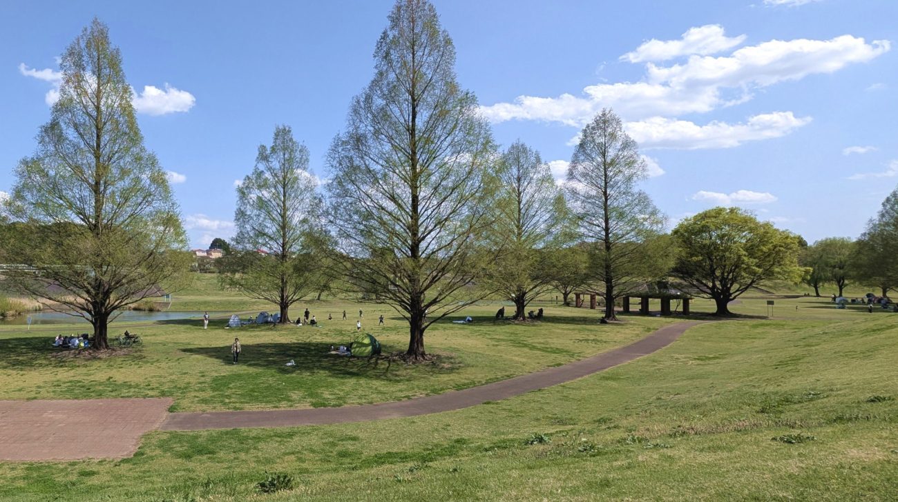 新緑のメタセコイアの木立と芝生の広場、青空(さいたま市、2026年撮影)