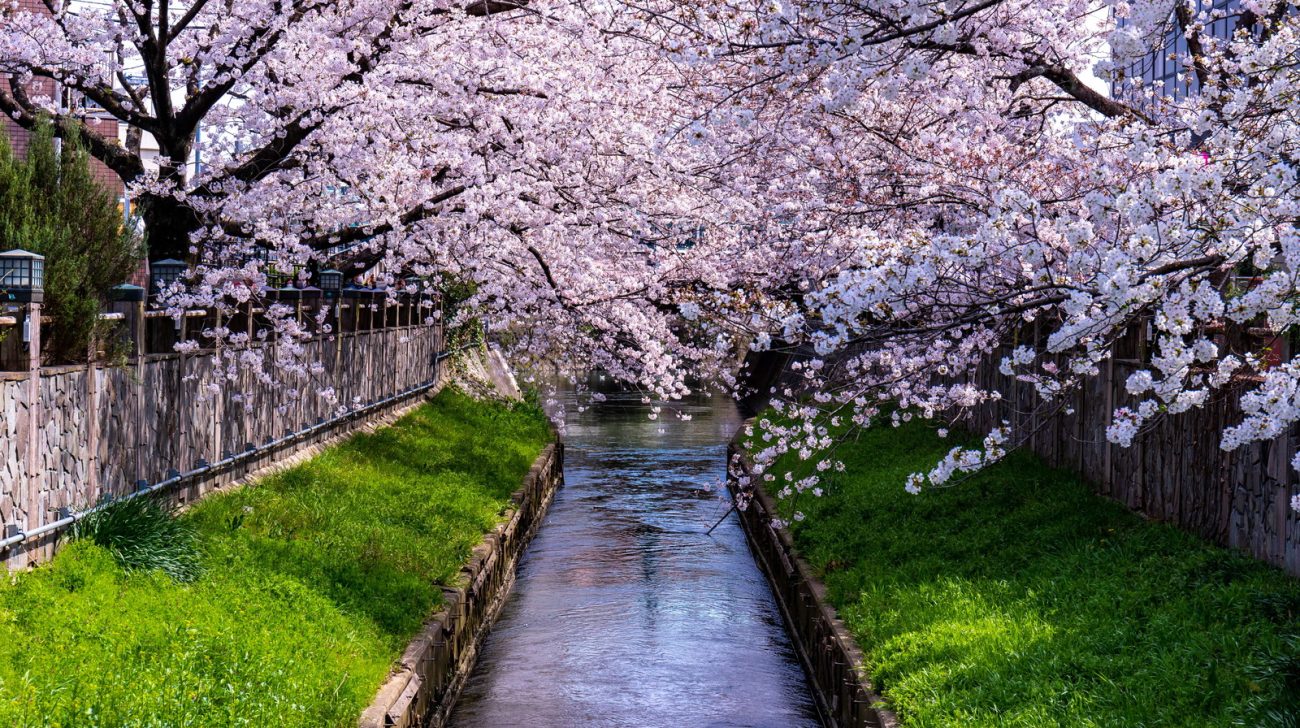 真間川の両岸に咲く桜と川の流れ（千葉県市川市、2021年撮影）