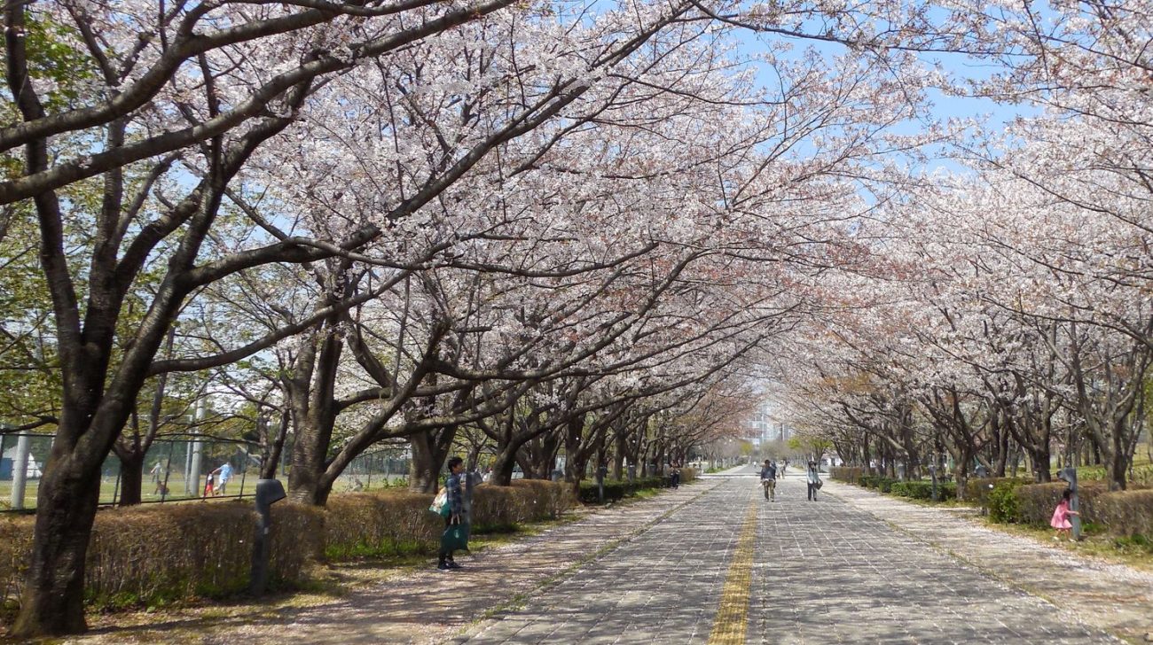 柏の葉公園の桜並木と園路(千葉県柏市、2020年撮影)