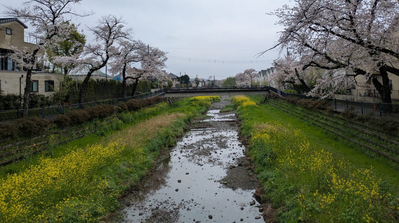 野川の両岸の桜並木と菜の花、川に架かる橋(東京都調布市、2026年撮影)