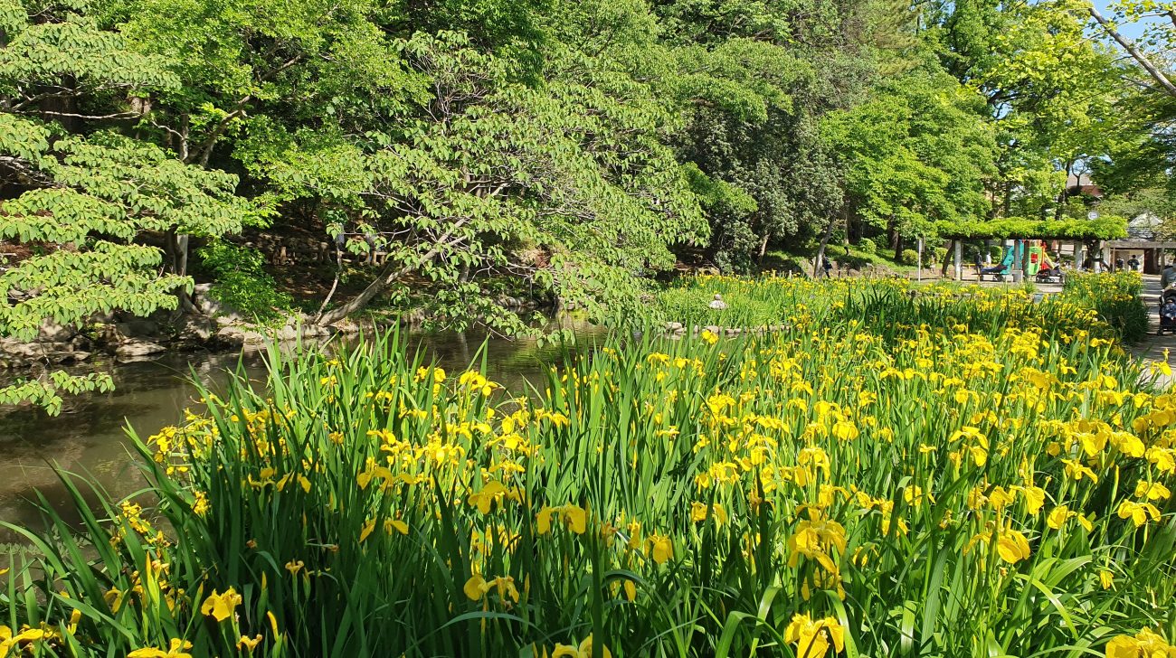 宝来公園の池とキショウブ、新緑の木々（東京都大田区田園調布、2021年撮影）
