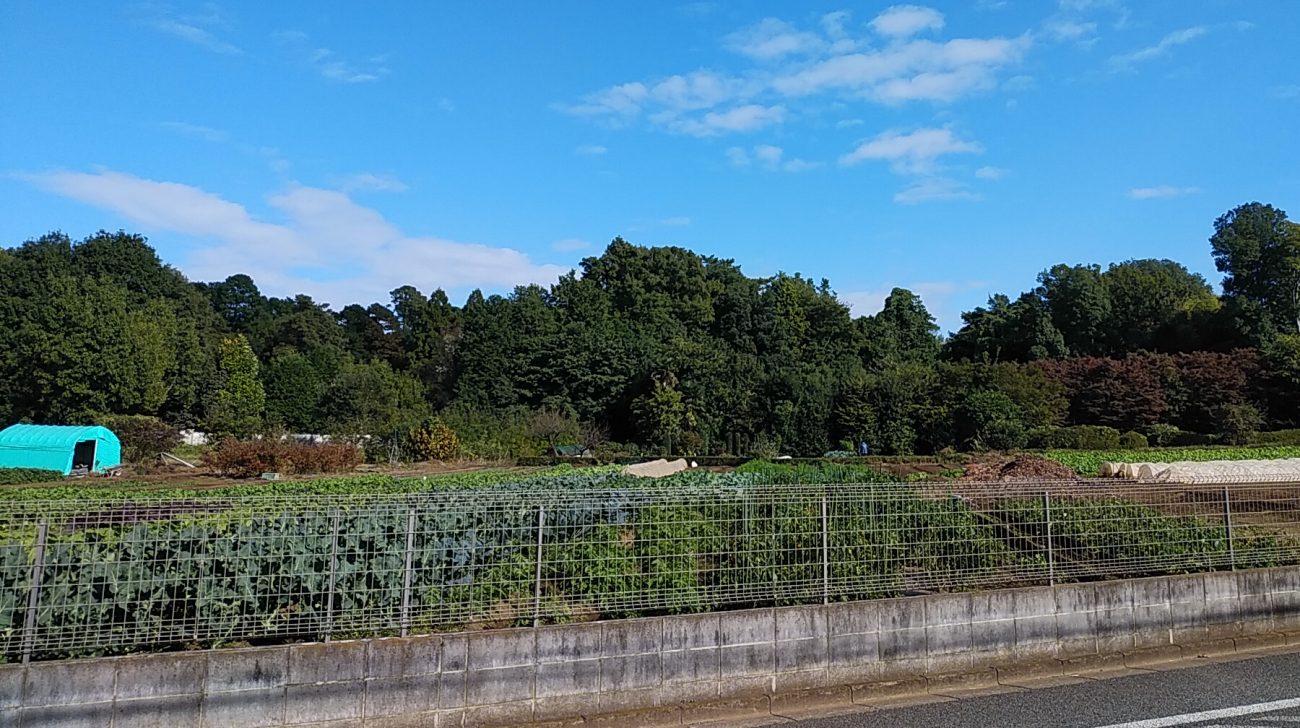 畑と雑木林、青空(東京都西東京市緑町、2024年撮影)