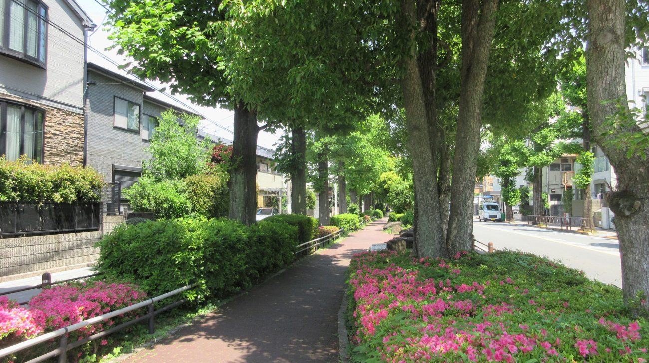 経堂駅前の歩道の並木とツツジの植え込み（東京都世田谷区、2024年撮影）