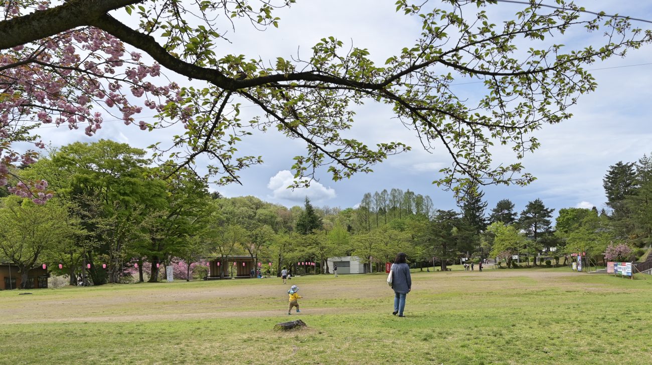 新緑の木々と芝生の広場がある公園(新潟県長岡市、2019年撮影)