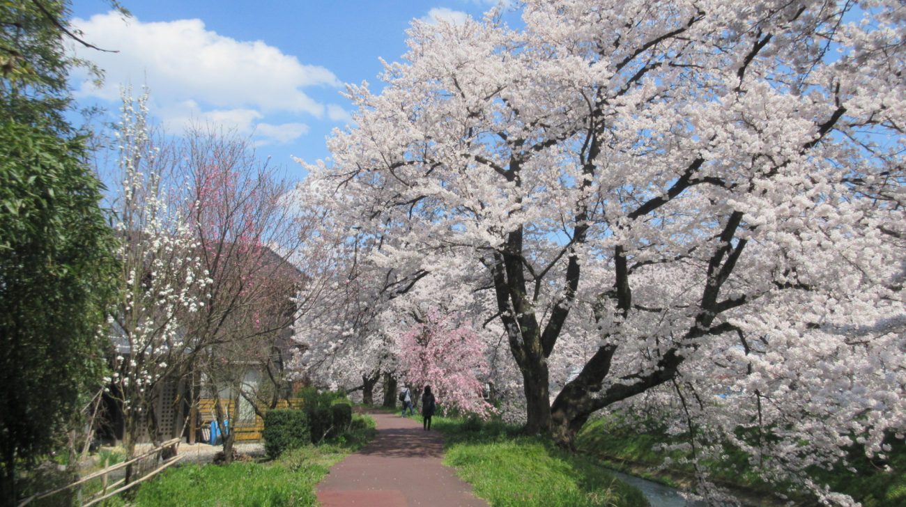 川沿いの遊歩道と桜並木（福井県越前市、2020年撮影）