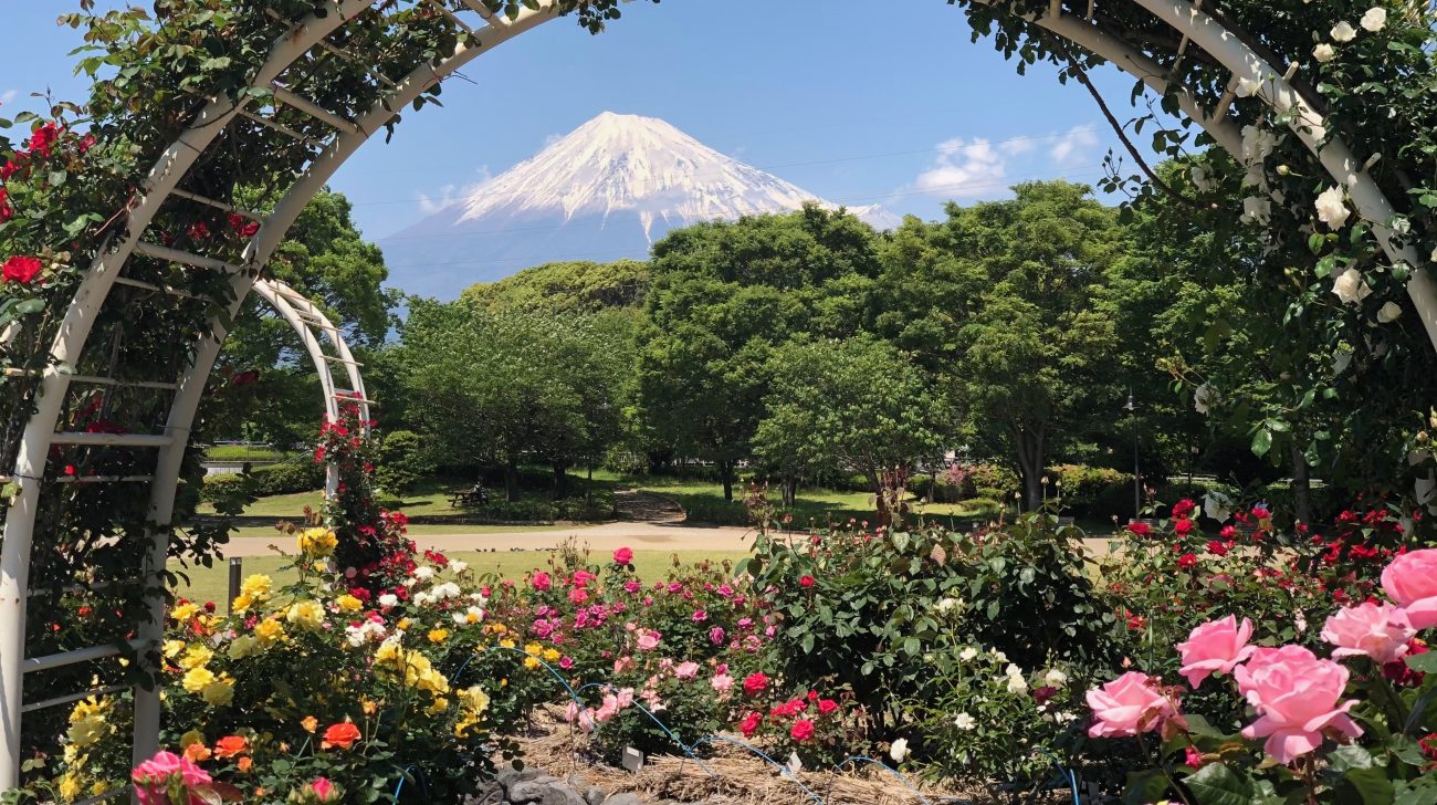バラのアーチ越しの公園と富士山(静岡県富士市、2019年)
