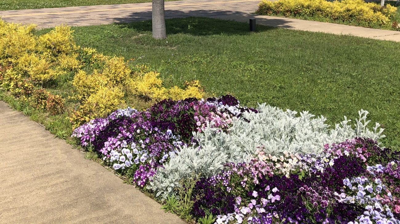 水辺の公園の花壇と芝生(愛知県安城市、2021年)