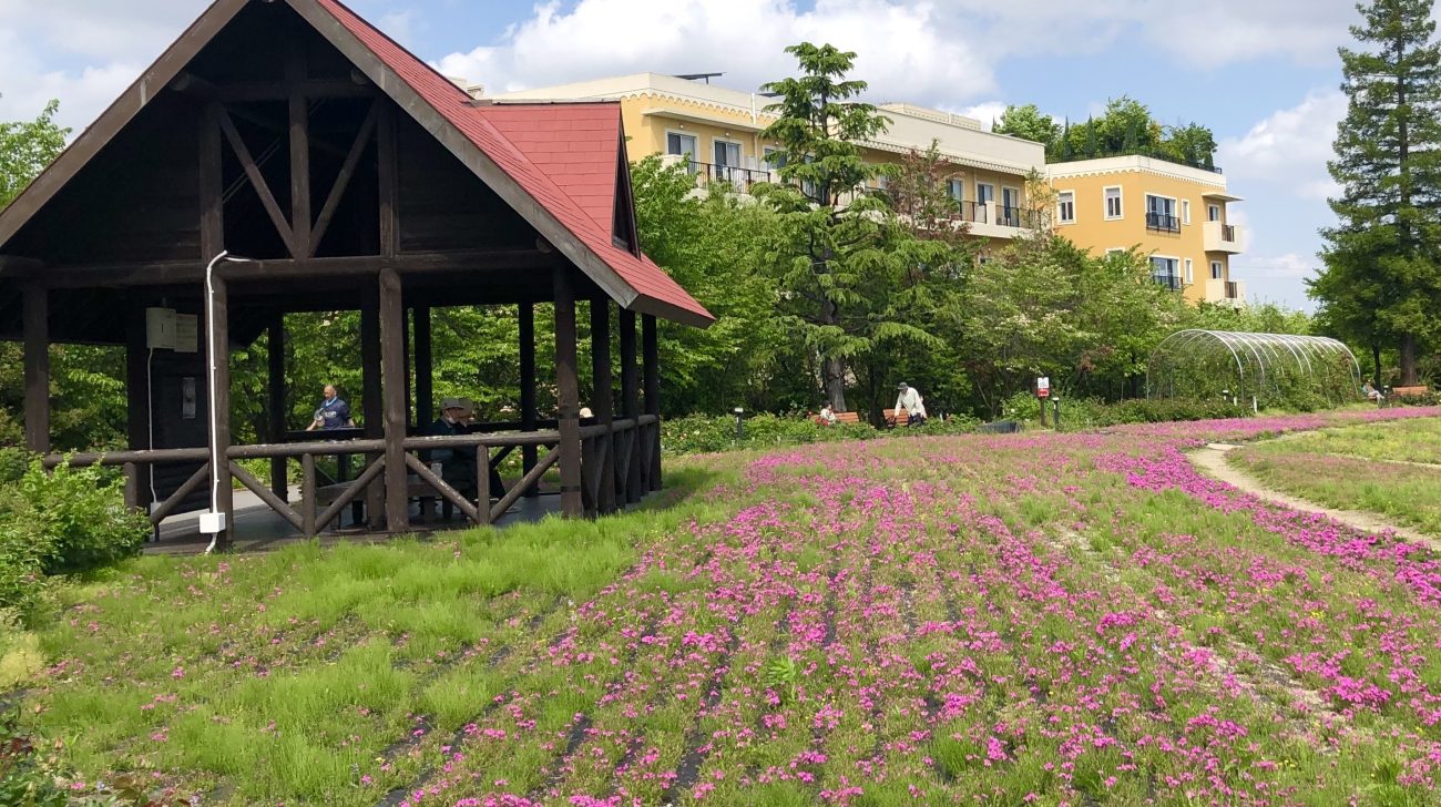 公園の芝桜とあずまや（愛知県刈谷市、2025年）