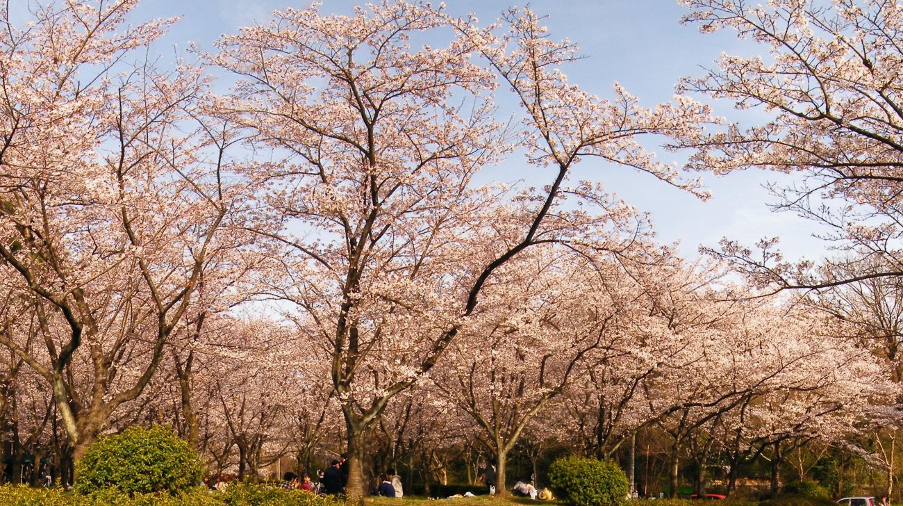 千種区の公園の桜並木(名古屋市千種区、2009年)