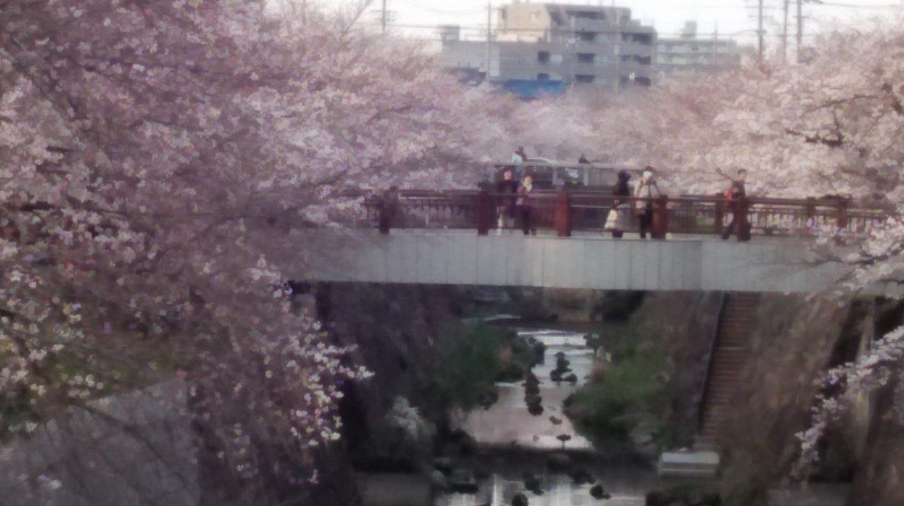 山崎川の桜並木と橋(名古屋市瑞穂区、2014年)