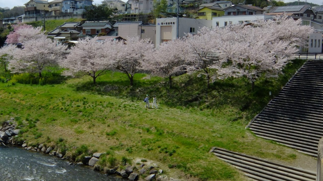 巴川の河原と桜並木、丘の住宅地（愛知県豊田市、2015年）