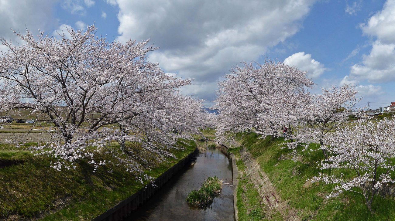 満開の桜並木と、その下を流れる小川（三重県四日市市、2014年撮影）