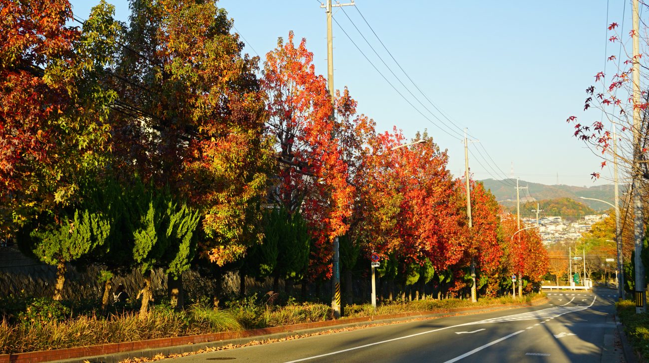 紅葉した街路樹の道と奥の山並み（大阪府高槻市、2016年撮影）