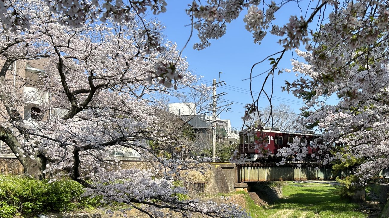 満開の桜と夙川の河川敷、奥に川を渡る鉄橋(兵庫県西宮市、2023年撮影)