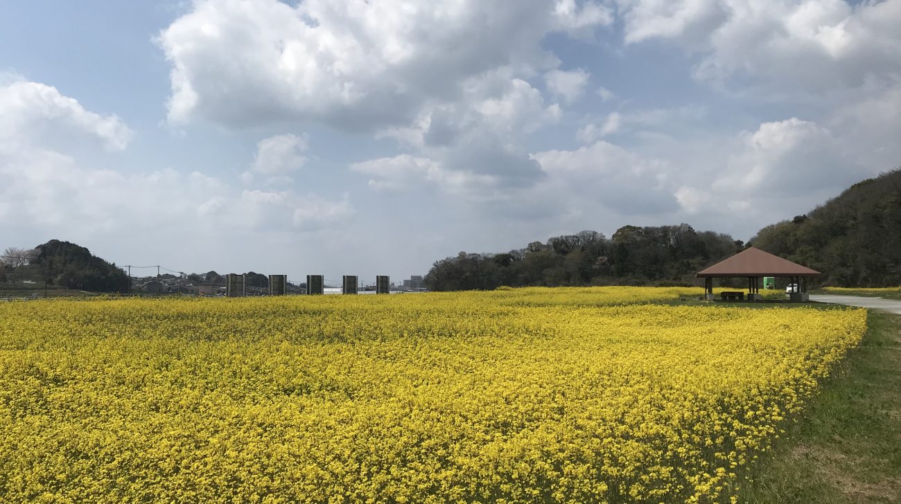 川沿いに咲く菜の花と東屋(福岡県福津市、2019年撮影)