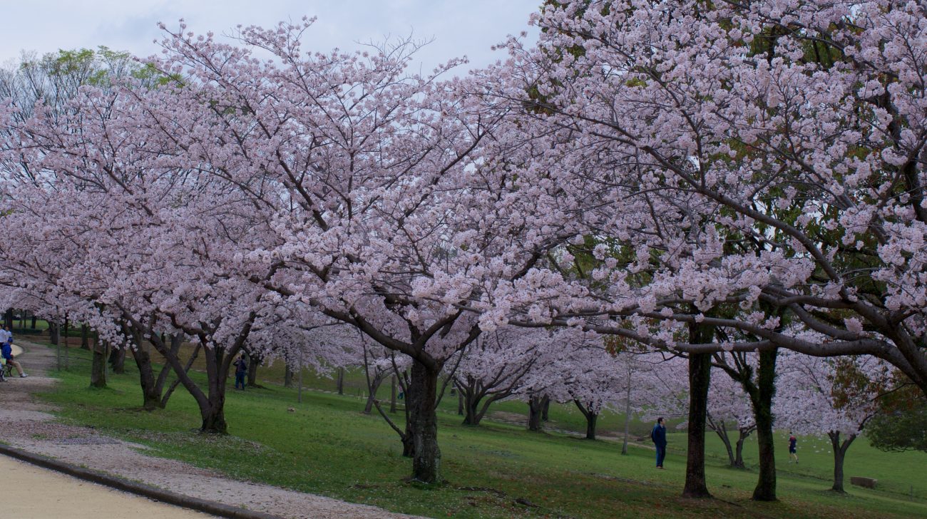 公園の桜並木と園路（福岡県春日市、2017年撮影）