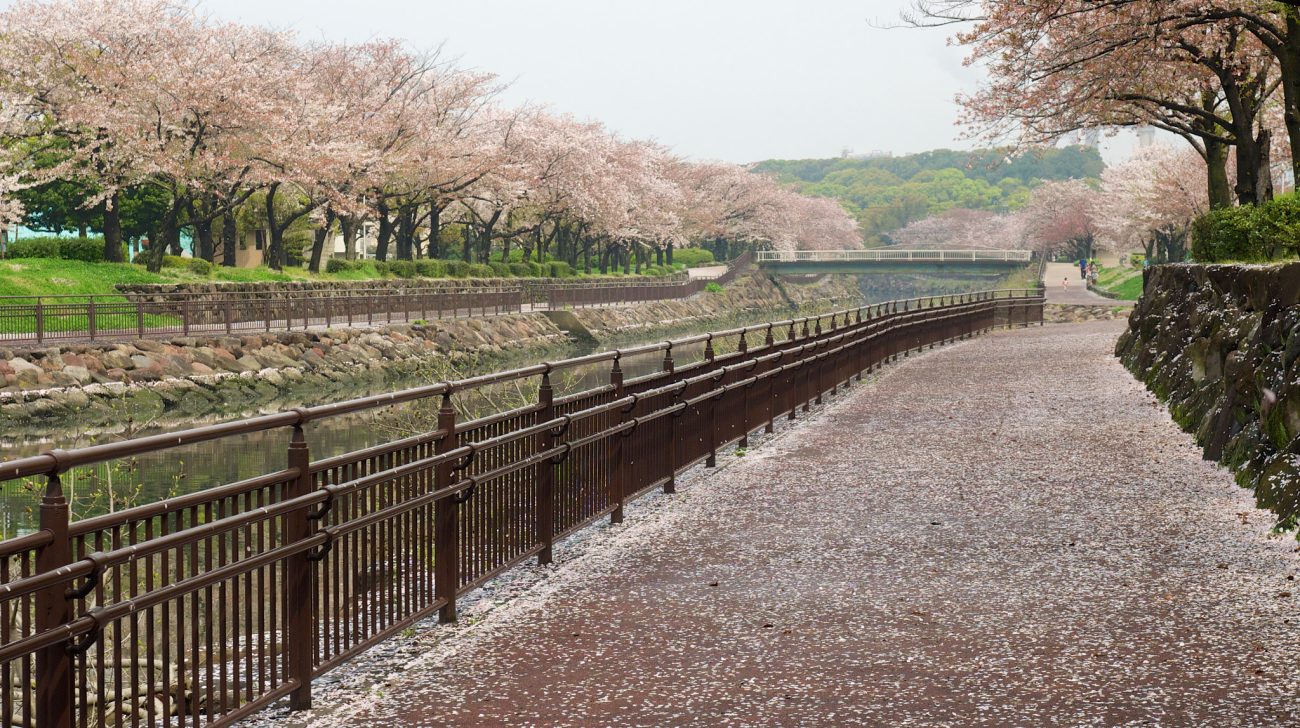川沿いの公園の桜並木と遊歩道(大分県大分市、撮影日不明)